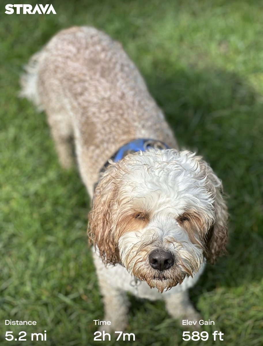 georgie_lloyd's tweet photo. And it was all going so well.

Olly was clean up until 4 miles in 🤦🏻

#knobdog

Great morning shouting at those doing the Vale ultra marathon. https://t.co/07IHBG27v7