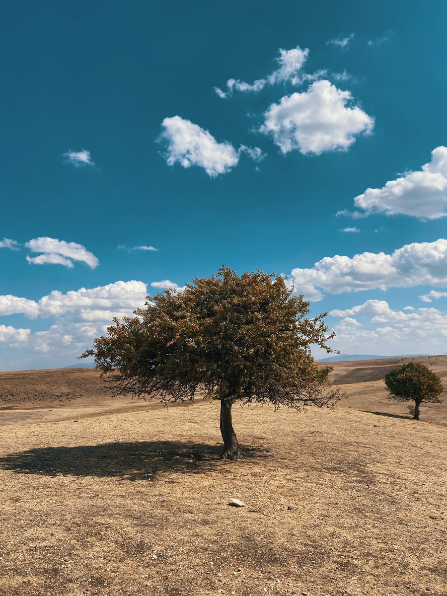 "Ama elbette ki yalnız bir ağaç, birkaç tane ağaçtan daha ağaçtır."
