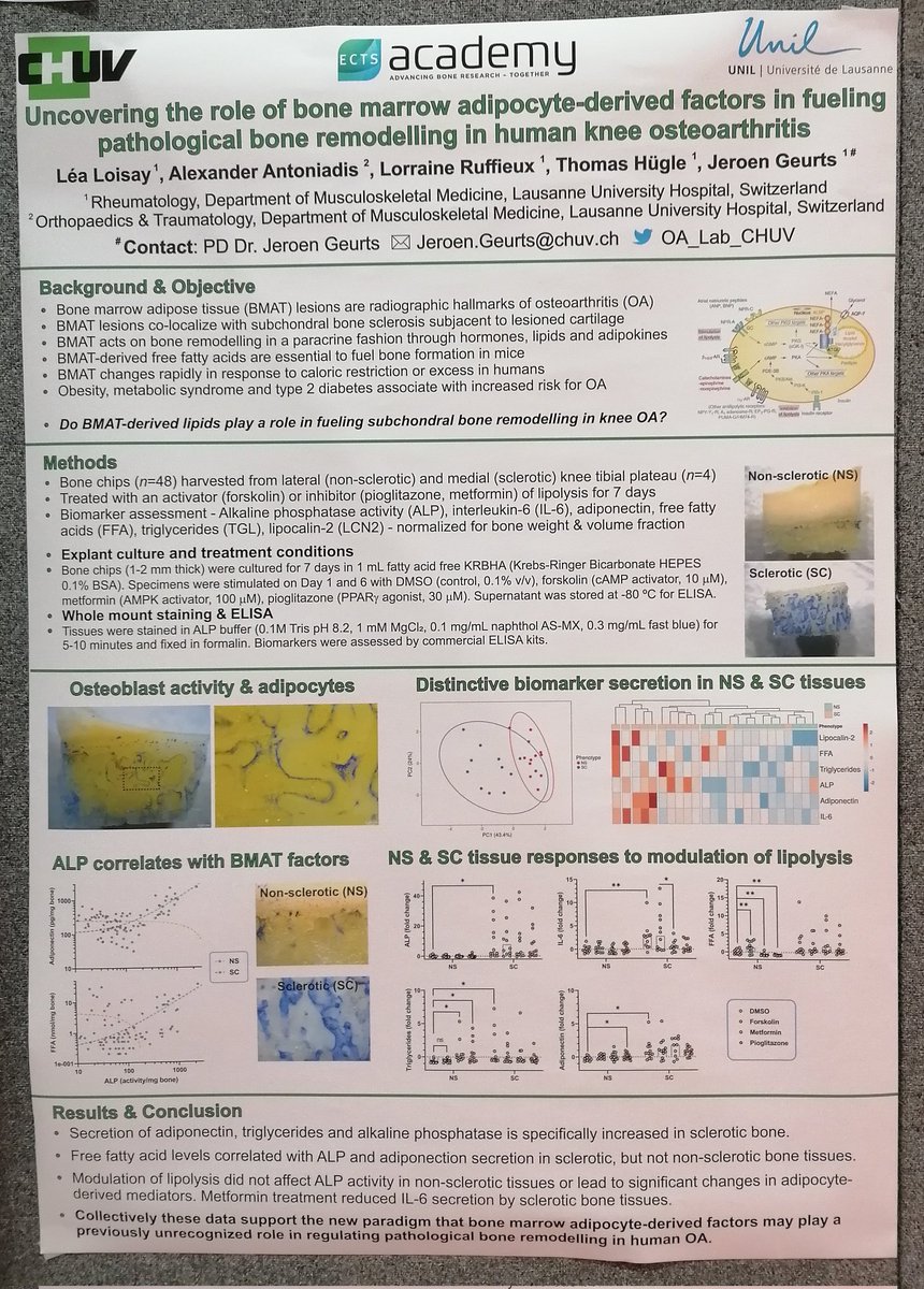 OA_Lab_CHUV's tweet image. Ready to present and discuss our latest exciting results at #ECTS2023! Come say hi at Poster #149 and #171 if you&apos;re as passionate about bone marrow adipose and osteoarthritis as we are!