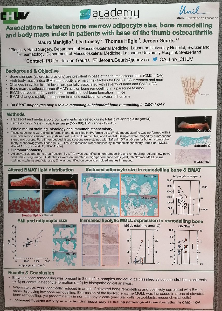 Ready to present and discuss our latest exciting results at #ECTS2023! Come say hi at Poster #149 and #171 if you're as passionate about bone marrow adipose and osteoarthritis as we are!