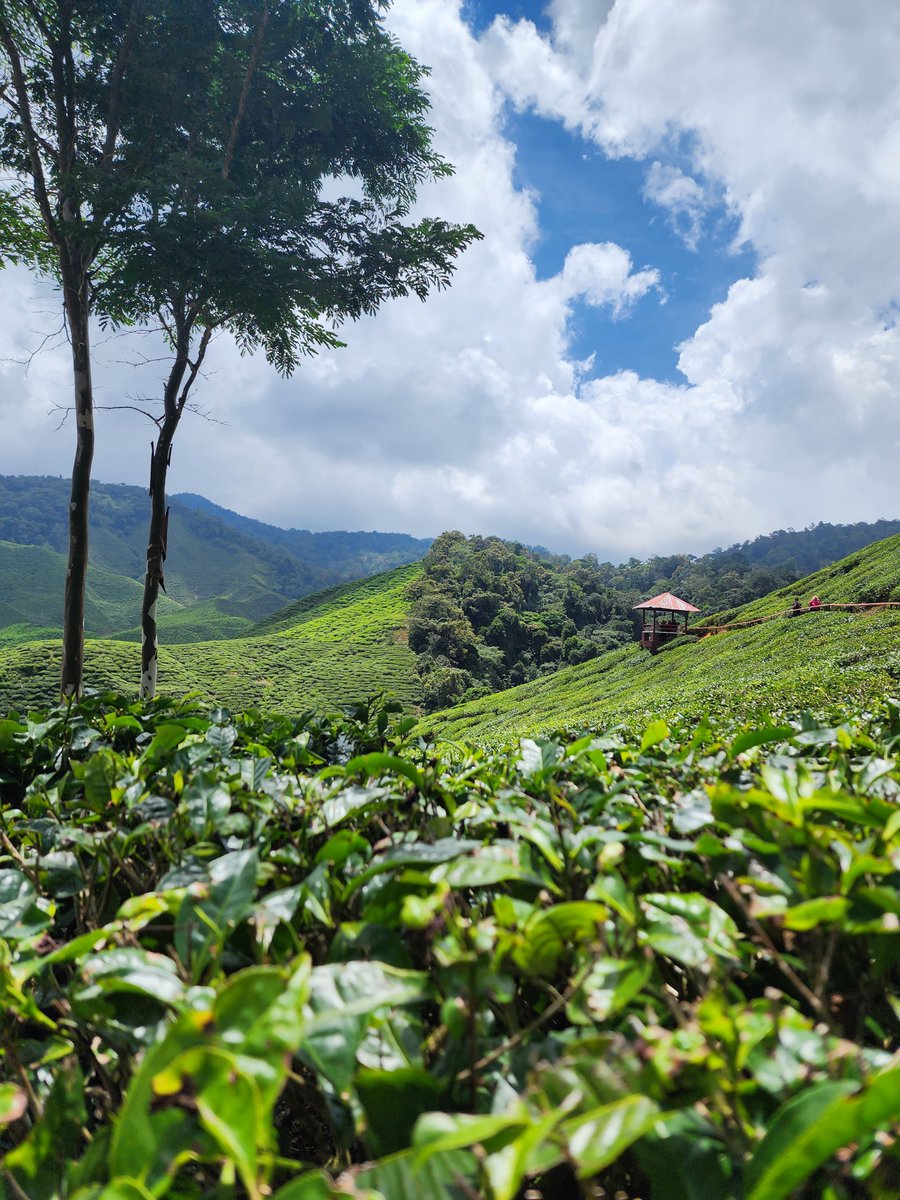 juvyann19's tweet photo. Cameron Highlands  strawberries, tea plantation and more  #Malaysia #CameronHighlands
The Travelling Mama: Malaysia Day 2 ~ Cameron Highlands https://t.co/IZqzysPSFP https://t.co/HQwGp58dqD