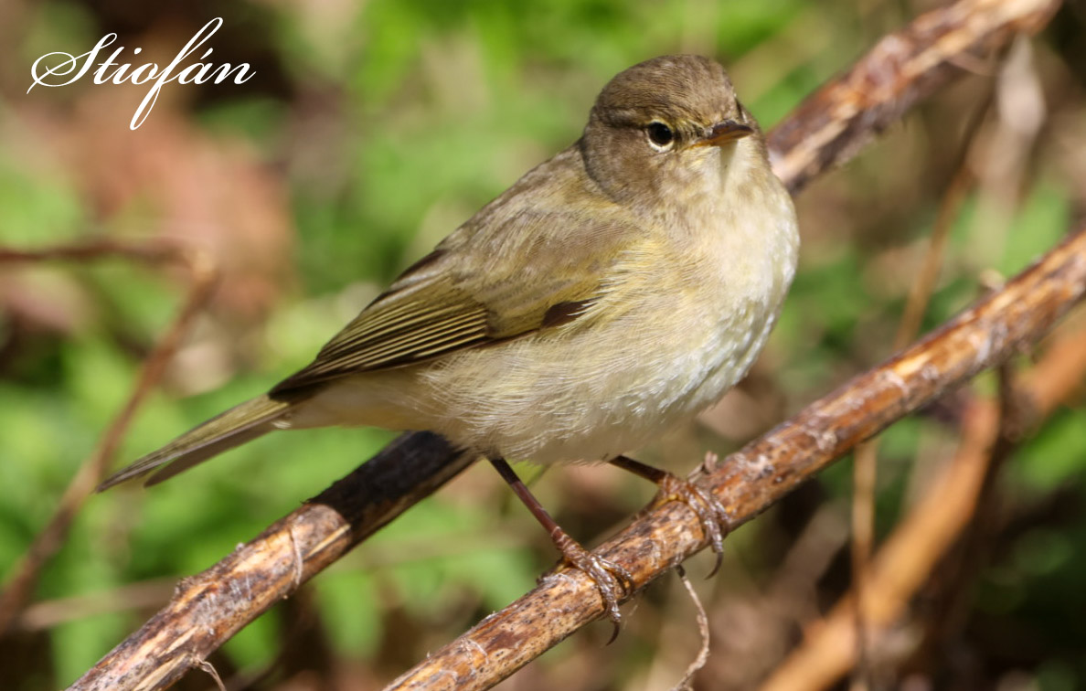 Chiff chaff at the Waseley Hills this morning. Let's see your warbler photos in the comments below ⬇️⬇️⬇️ retweeting them all.