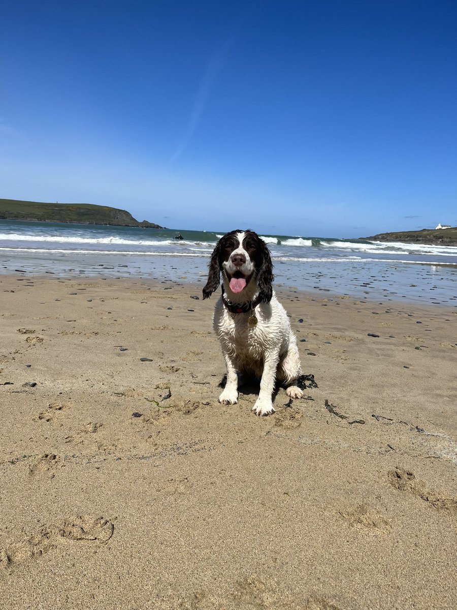Would you Adam and Eve it! Too muddy yesterday to go into pub and 24 hours later, it’s wall to wall sunshine (still need drying off before the pub though…) 😎🐾<a href="/dogslovebeaches/">Cornish Dog Beaches</a>