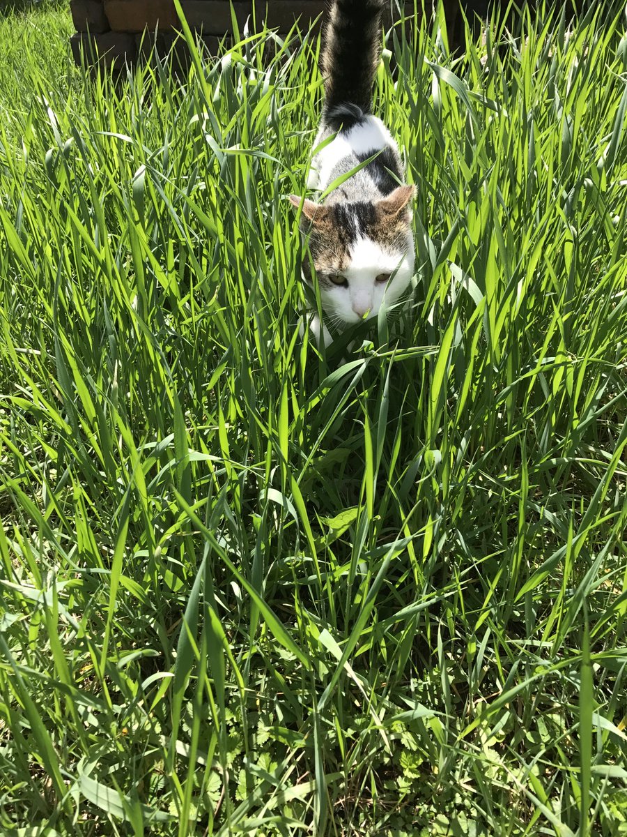 OhRatboy's tweet photo. Spring into Caturday ⁦@LisaLoeb⁩ ⁦@LilandMad⁩ ⁦@laurenevemay⁩ ⁦@SimonsCat⁩ ⁦@EvilLoeb⁩ #caturday #lisaloebcats https://t.co/pSVCqTYidt