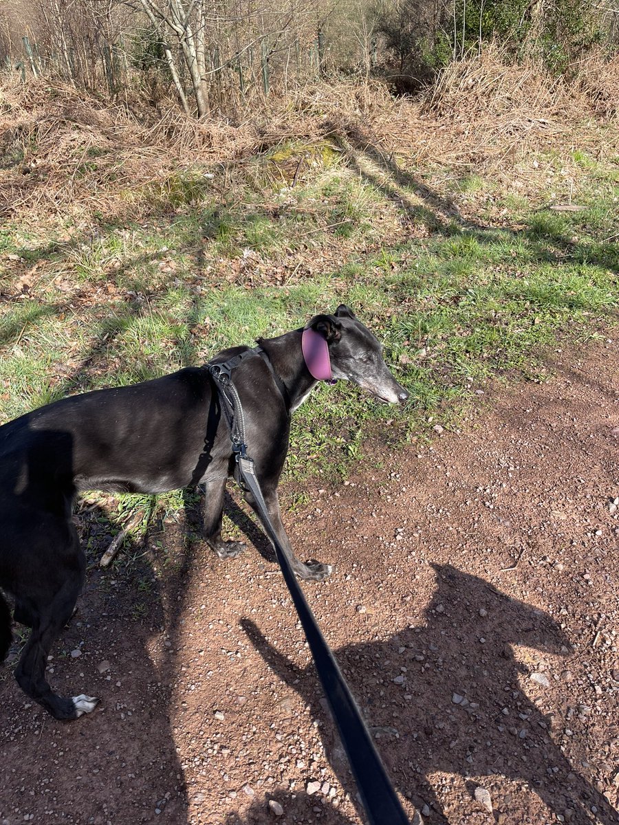 WCwtches's tweet photo. Beautiful morning in the woods with the pouches. #bernesemountaindog #Greyhound #patterdale #woods #walking #sunshine #happy https://t.co/jYb9qBDoxo