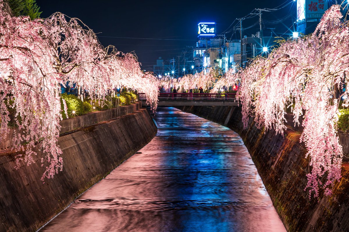 Butamarubuta's tweet photo. cherry blossoms　#桜　#山形　#庄内　#酒田 https://t.co/JNruBWk7G7