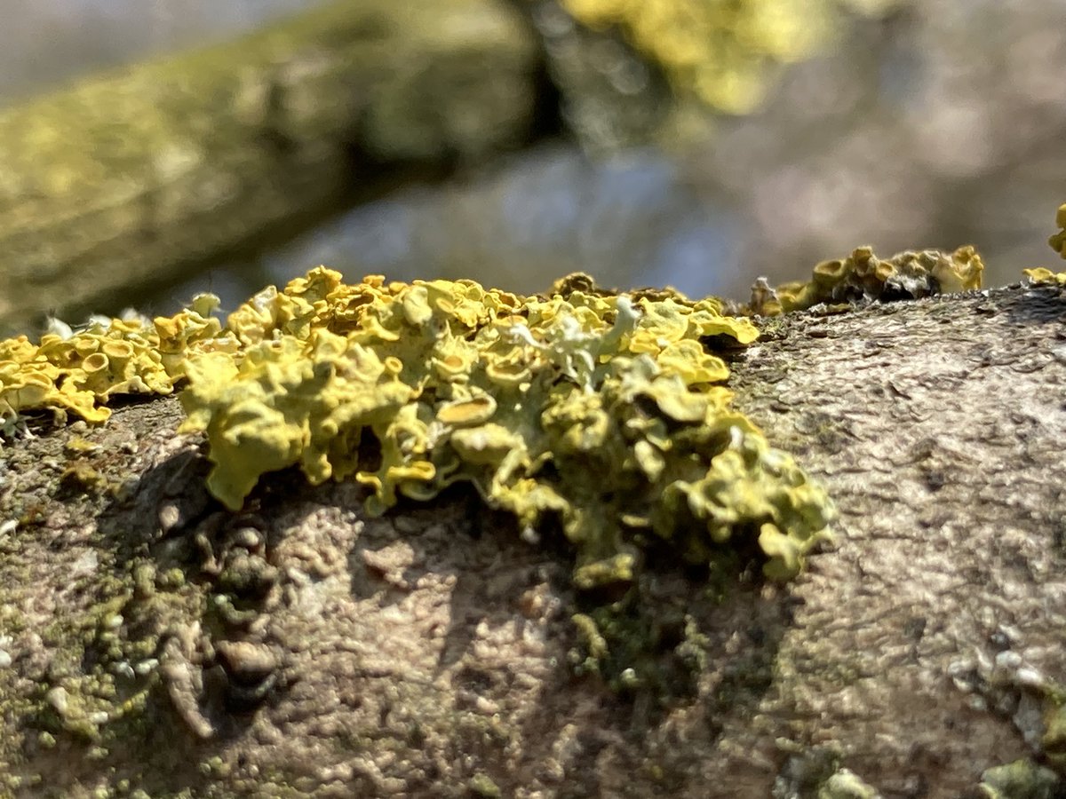 Concordmoose's tweet image. Lichen at the Botanics #naturespatterns