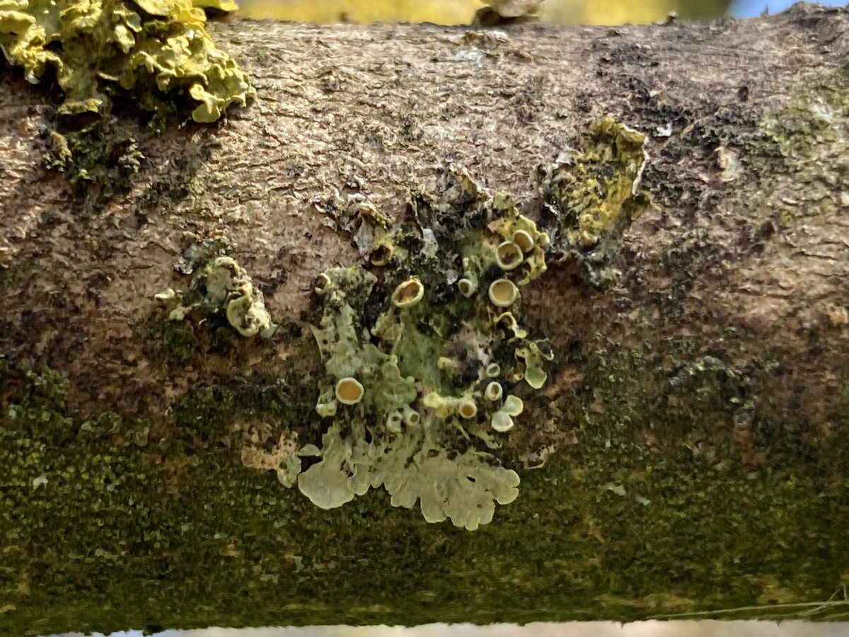 Concordmoose's tweet image. Lichen at the Botanics #naturespatterns