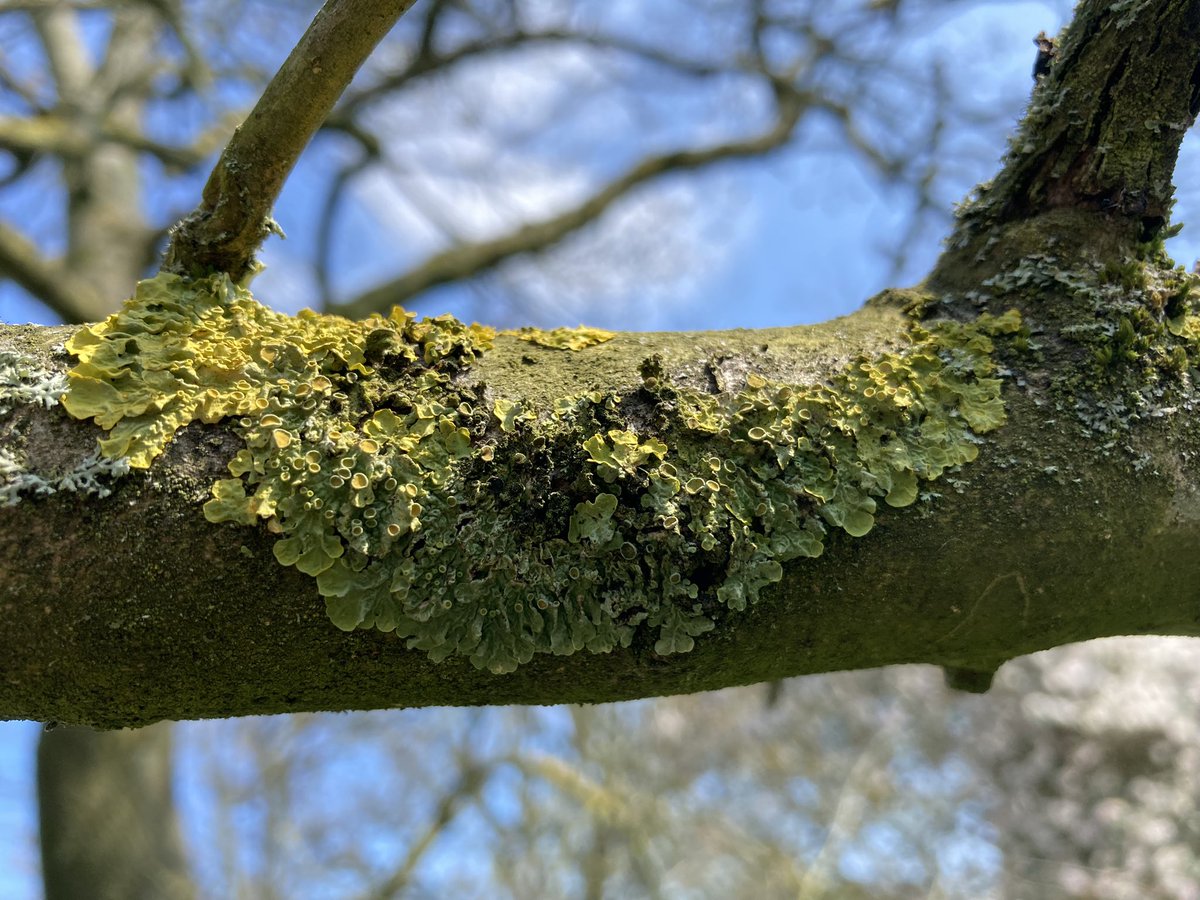 Concordmoose's tweet image. Lichen at the Botanics #naturespatterns