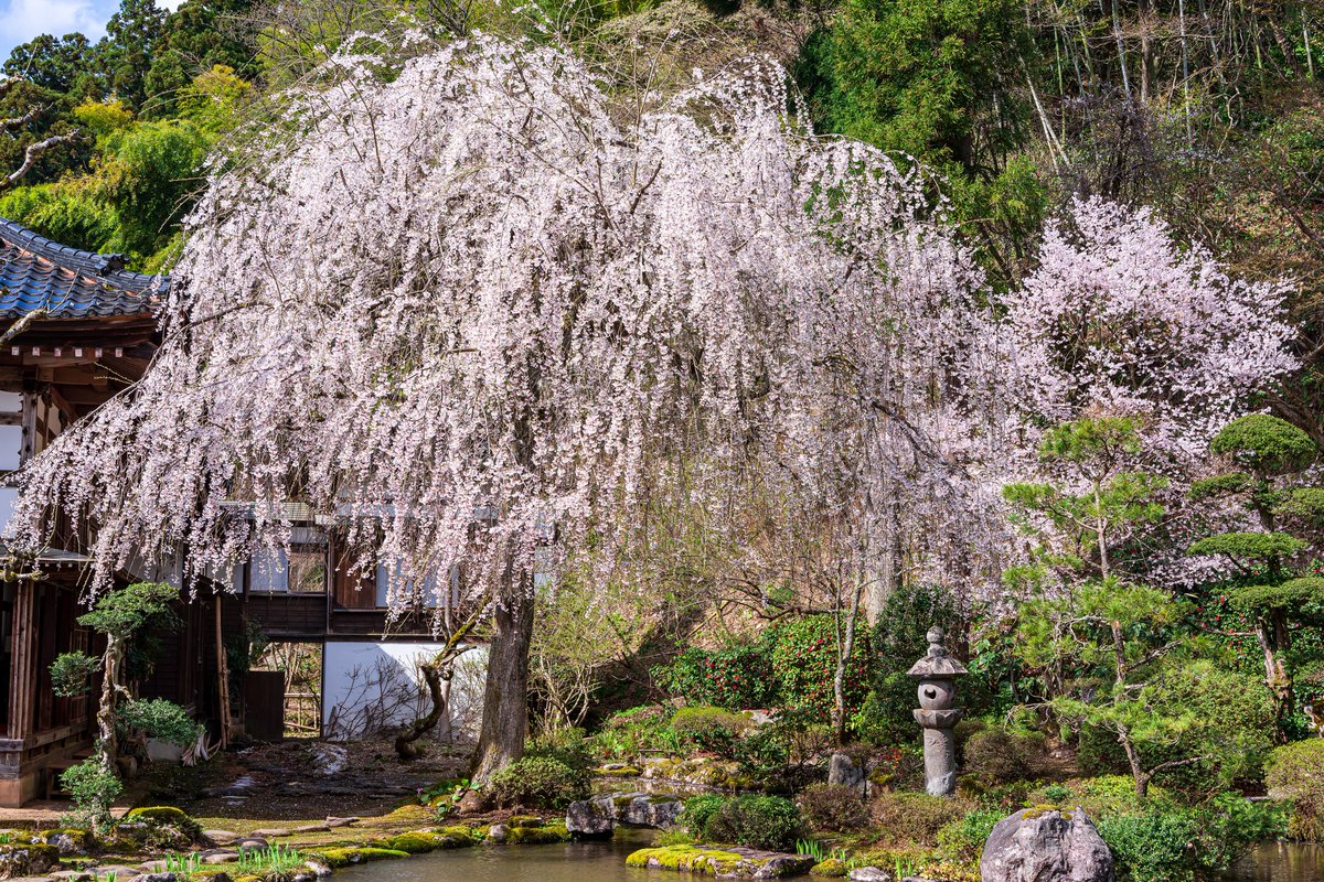 Butamarubuta's tweet photo. cherry blossoms　#桜　#山形　#庄内　#酒田 https://t.co/JNruBWk7G7