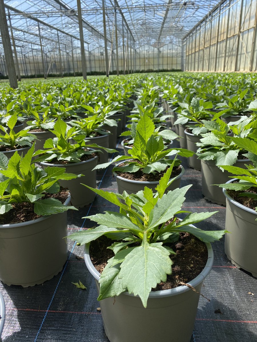 De dahlia’s op pot staan ook lekker te groeien.