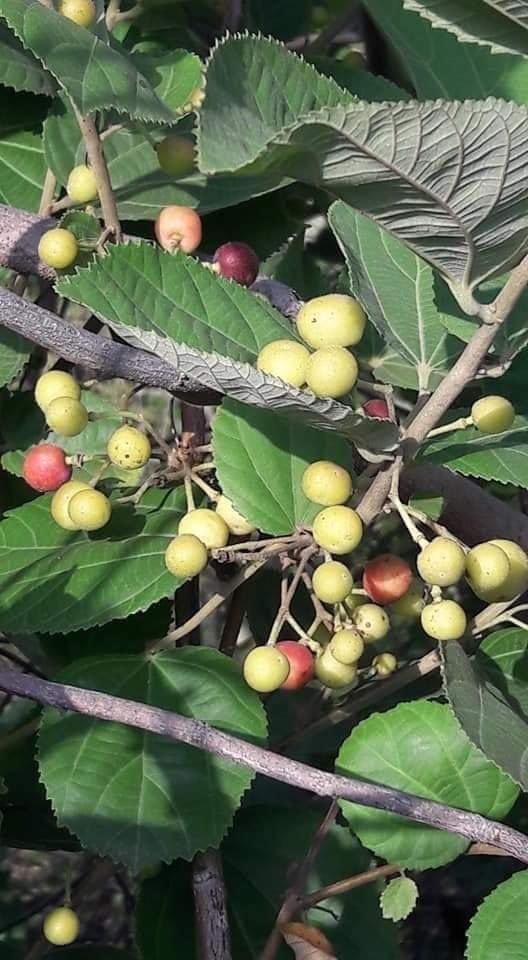 shaluka09521015's tweet photo. Instead of eating Pizza and Burger and promoting western food habits, we must eat all seasonal fruits and encourage & provide livelihood to villagers.
#agriculture #phalsa #aushadh
#seasonalfruit
#FruitOnTop #fruitsbasket https://t.co/HrHzOcO9Ec
