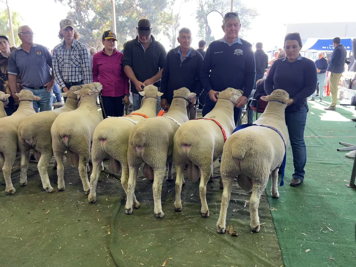 WestPollDorset's tweet image. 𝑾𝑰𝑳𝑳𝑰𝑨𝑴𝑺 𝑮𝑨𝑻𝑬𝑾𝑨𝒀 𝑬𝑿𝑷𝑶 15/04/2023
Outstanding showcase of stud stock from our WA Poll Dorset breeders today.

Studs in attendance:
Brimfield
Dongadilling 
Elspeth 
Lakeside 
Leween 
Shirlee Downs 
Rockalong 

A huge thank you to today’s judge Brenton Addis.