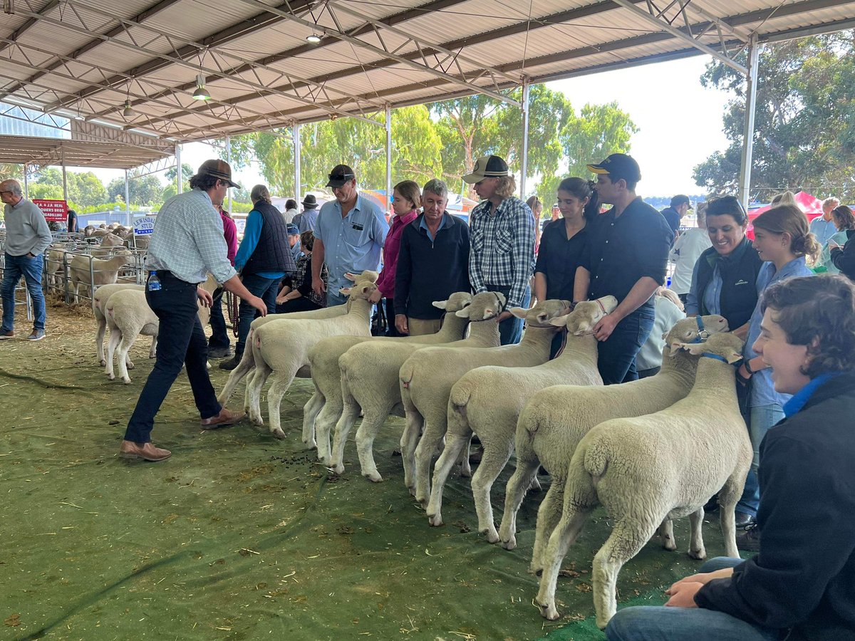 WestPollDorset's tweet image. 𝑾𝑰𝑳𝑳𝑰𝑨𝑴𝑺 𝑮𝑨𝑻𝑬𝑾𝑨𝒀 𝑬𝑿𝑷𝑶 15/04/2023
Outstanding showcase of stud stock from our WA Poll Dorset breeders today.

Studs in attendance:
Brimfield
Dongadilling 
Elspeth 
Lakeside 
Leween 
Shirlee Downs 
Rockalong 

A huge thank you to today’s judge Brenton Addis.
