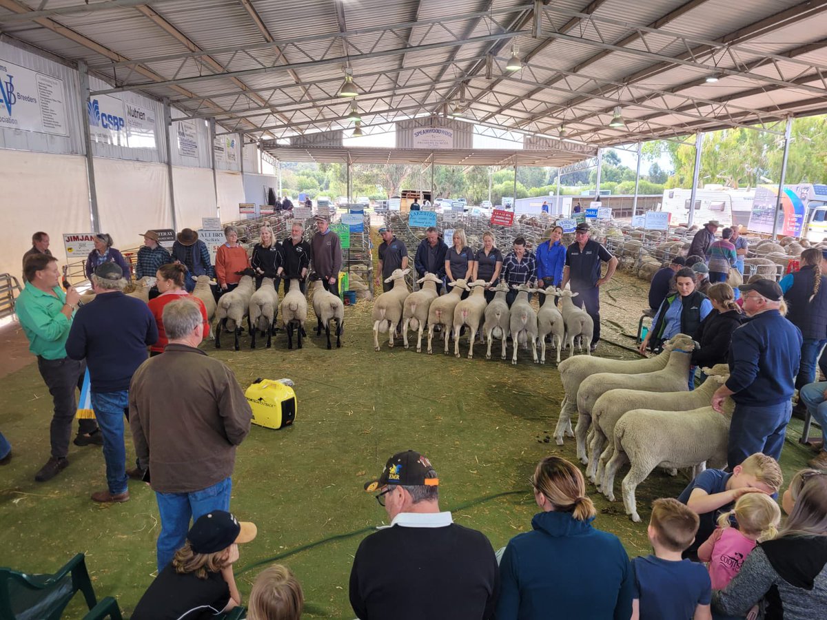 WestPollDorset's tweet image. 𝑾𝑰𝑳𝑳𝑰𝑨𝑴𝑺 𝑮𝑨𝑻𝑬𝑾𝑨𝒀 𝑬𝑿𝑷𝑶 15/04/2023
Outstanding showcase of stud stock from our WA Poll Dorset breeders today.

Studs in attendance:
Brimfield
Dongadilling 
Elspeth 
Lakeside 
Leween 
Shirlee Downs 
Rockalong 

A huge thank you to today’s judge Brenton Addis.