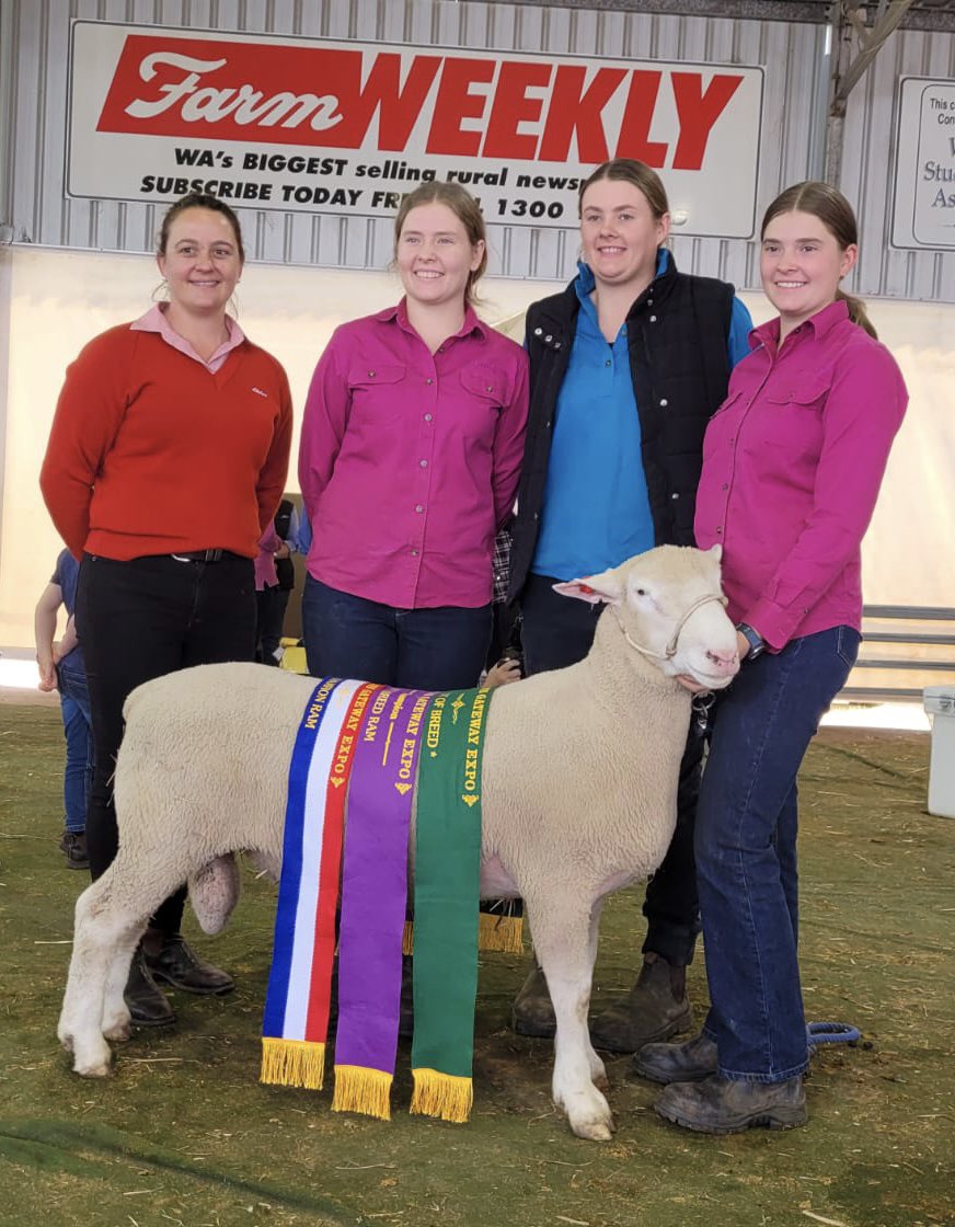 WestPollDorset's tweet image. 🐑Reserve Champion Ewe: Brimfield

🐑Champion Ewe: Leween 

🐑Champion Ram, Best of Breed and Champion Interbreed Ram: Shirlee Downs 

🐑Interbreed Reserve Champion group of 2 Rams and 2 Ewes: Leween