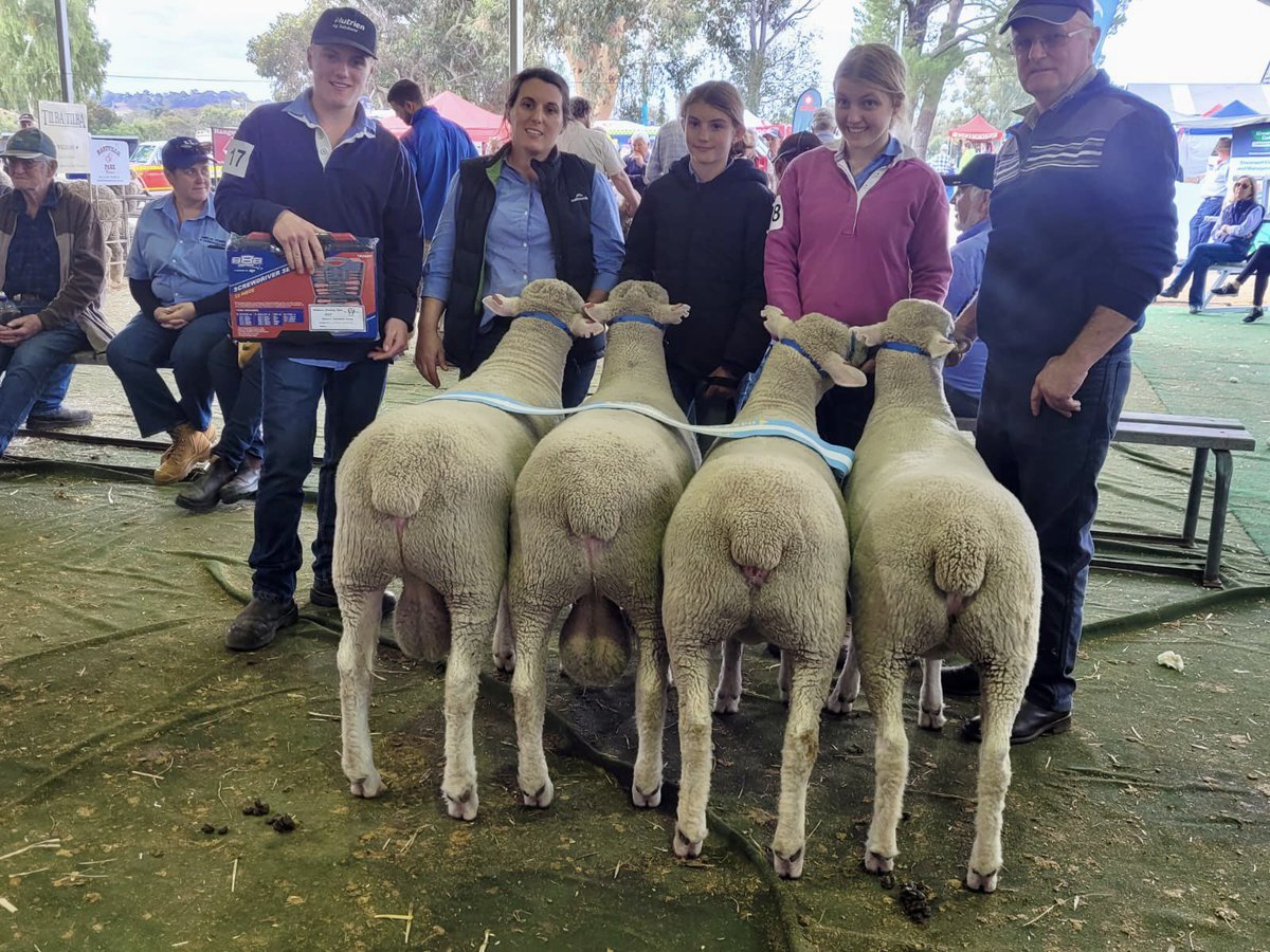 WestPollDorset's tweet image. 🐑Reserve Champion Ewe: Brimfield

🐑Champion Ewe: Leween 

🐑Champion Ram, Best of Breed and Champion Interbreed Ram: Shirlee Downs 

🐑Interbreed Reserve Champion group of 2 Rams and 2 Ewes: Leween