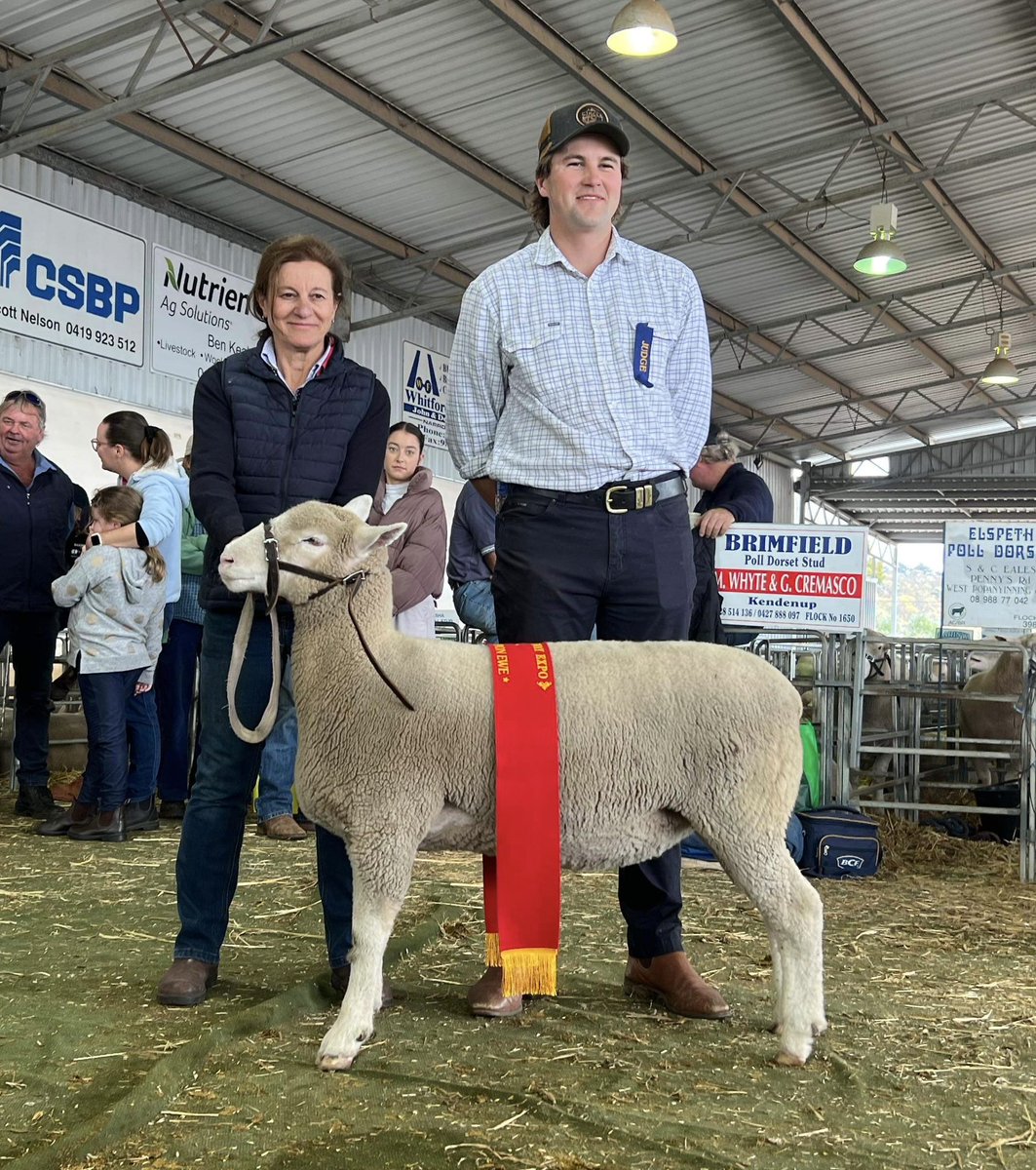 WestPollDorset's tweet image. 🐑Reserve Champion Ewe: Brimfield

🐑Champion Ewe: Leween 

🐑Champion Ram, Best of Breed and Champion Interbreed Ram: Shirlee Downs 

🐑Interbreed Reserve Champion group of 2 Rams and 2 Ewes: Leween