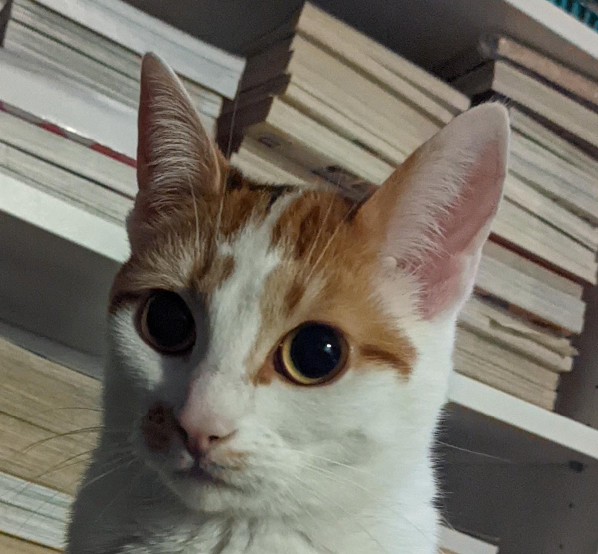 cosmoo🐨@that cat aint right tweet media