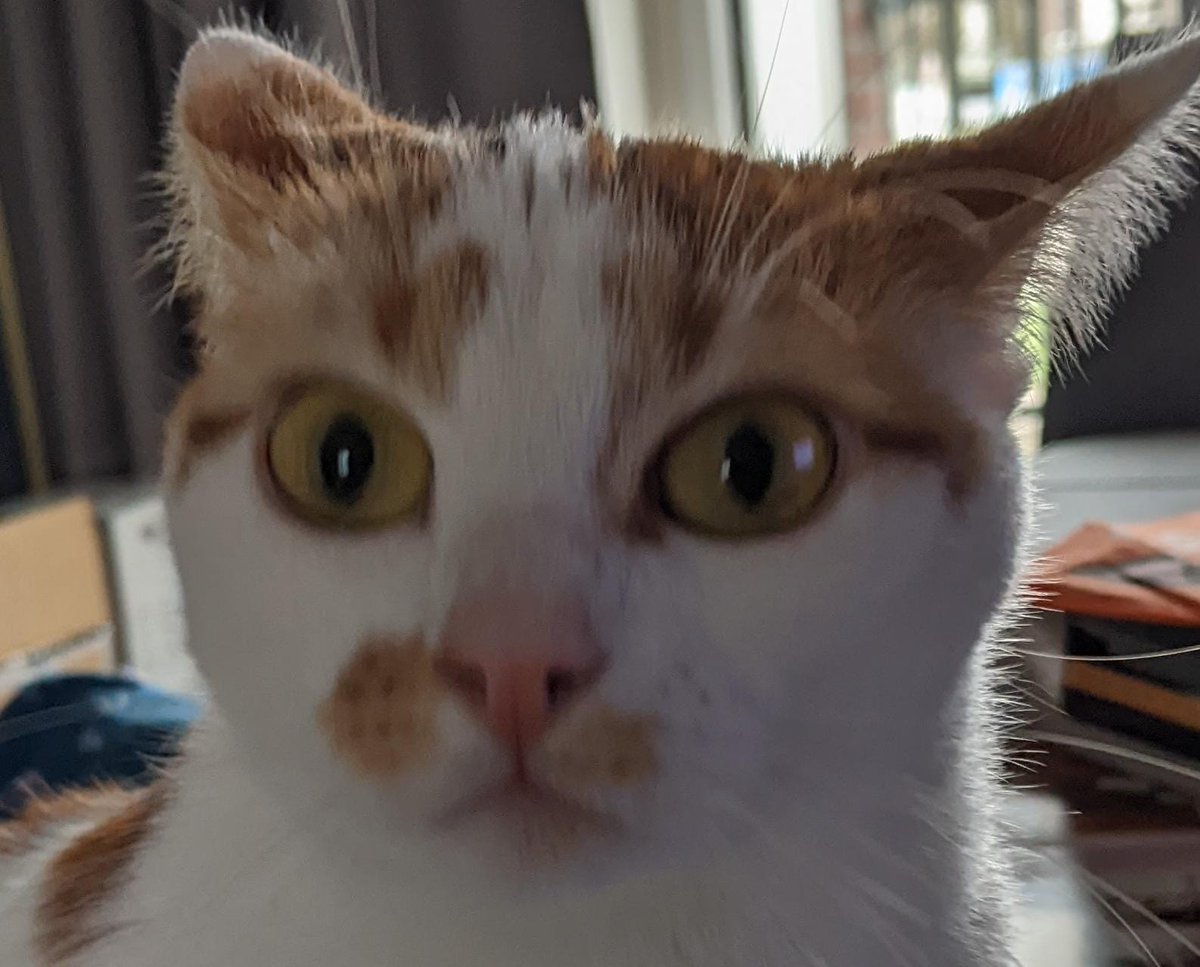 cosmoo🐨@that cat aint right tweet media