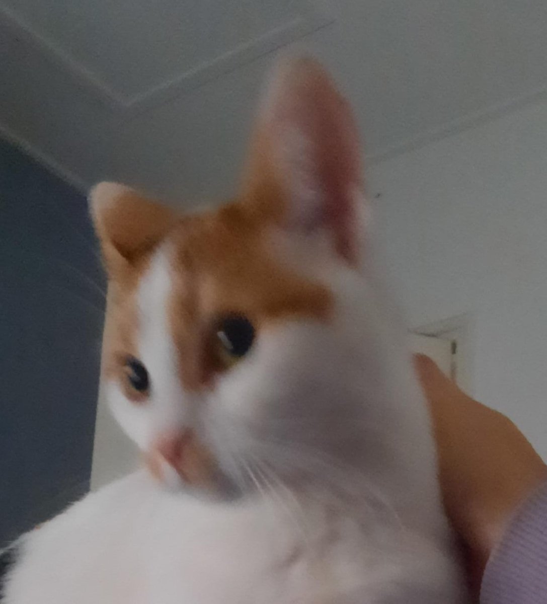 cosmoo🐨@that cat aint right tweet media