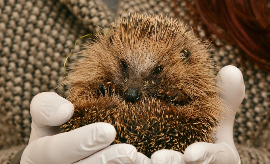 Remember to check long grass and under hedges before strimming!!!! To avoid injuring wildlife, like hedgehogs, who sleep during the day.