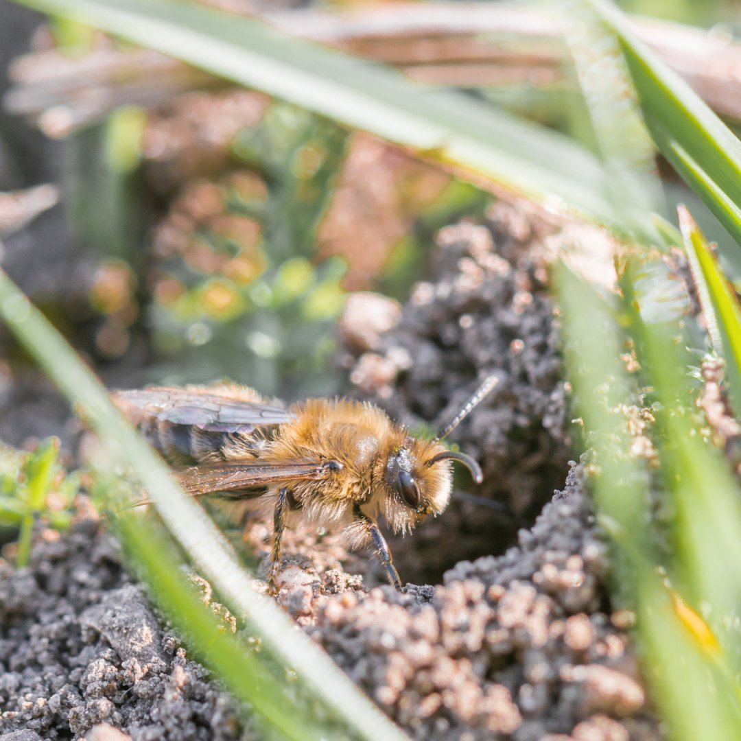 SomersetWT's tweet photo. We love wild lawns! Here are just a few reasons why you should leave the mower in the shed:

🦋 Wildflowers feed moths &amp; butterflies
🐝 Mining bees make their homes in undisturbed grass
🐸 Frogs shelter in long grass

Keep reading: https://t.co/wHmrANDixL

#WildlifeGarden #Garden https://t.co/sGUQUE6ZeX