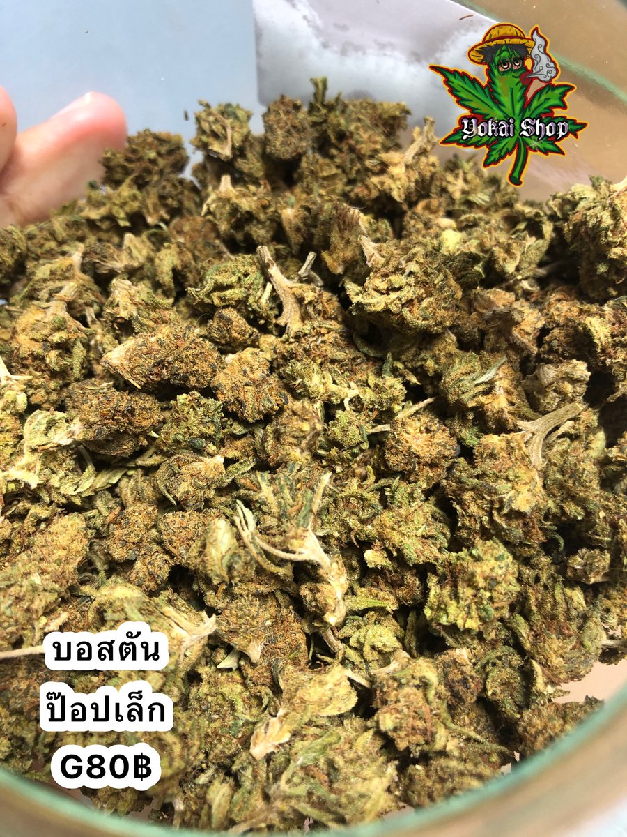 YokaiShop_'s tweet photo. ร้านเรามีหลายสายพันธุ์💜
#หางเสือ #เนื้อ #หางกระรอก #KDKT #cannabis #OG #Lean #og #กบินทร์บุรี #กัญชาog #กัญชาog #กัญชาราคาถูก #กัญชาราคาส่ง #กัญชาออแกนิค #กัญชาเสรี #ปราจีน304 #ปราจีน #ปราจีนบุรี #ปราจีนบุรี304 #ลีน #ลีนThc #ลีนนอก #ลีนแท้ #ลีนไทย https://t.co/STfUAaWywx