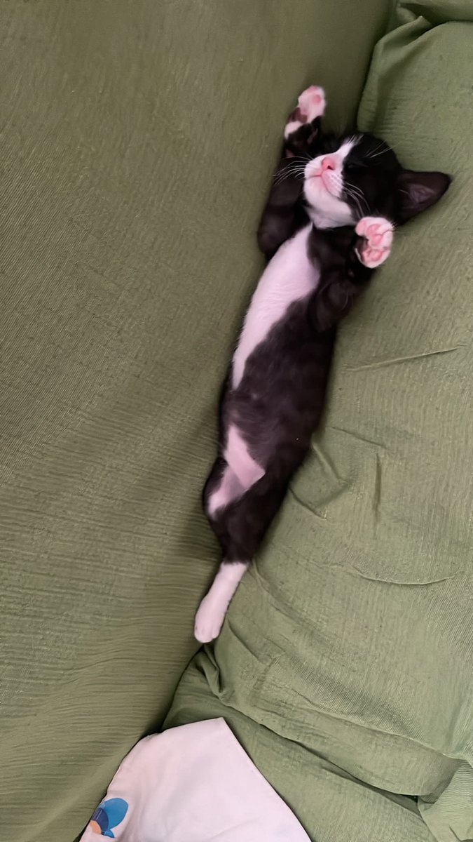 alejaandrash_'s tweet photo. Alguien está creciendo muy rápido 🥹 https://t.co/O8Z76y11Fs