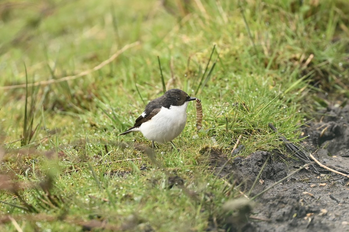 simond177's tweet photo. Connected with the Woolmer Pond Pied Flycatcher this morning. Lovely bird. Also House Martins and Sand Martins over the pond.  @HOSbirding @hantsbirdnews https://t.co/FNk3DfO8PC