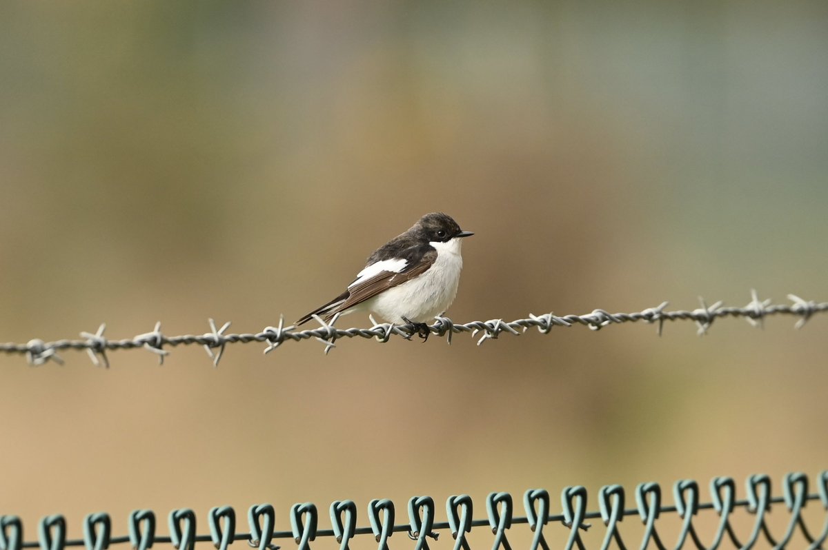 simond177's tweet photo. Connected with the Woolmer Pond Pied Flycatcher this morning. Lovely bird. Also House Martins and Sand Martins over the pond.  @HOSbirding @hantsbirdnews https://t.co/FNk3DfO8PC
