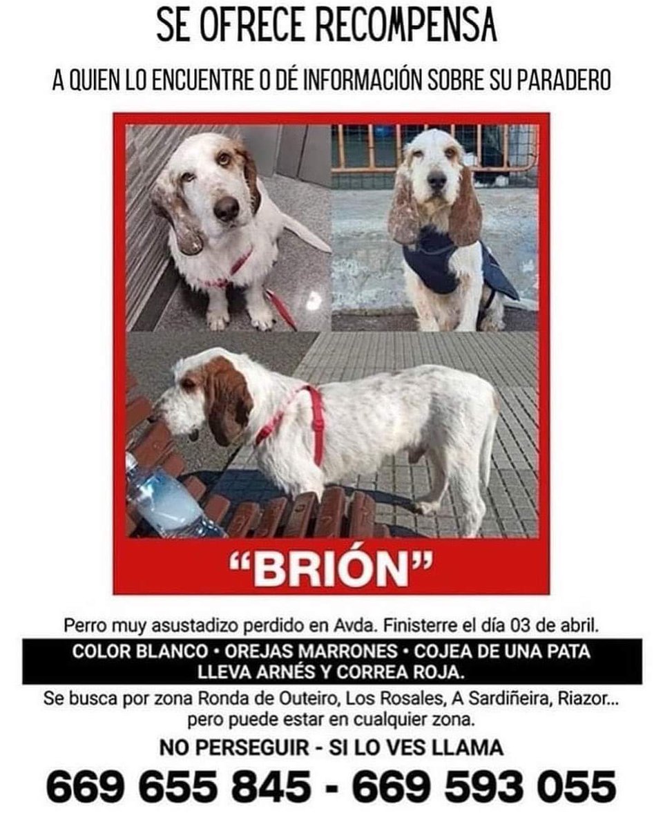 Sigue desaparecido, A Coruña, creen que puede estar por zona Sardiñeira... pero realmente puede estar en cualquier lado, si alguien cree verlo que llame, por favor! <a href="/silcerino/">Silcerino</a> <a href="/EloyTP/">Eloy TP</a> <a href="/OsMallosUnidos/">Os Mallos Unidos</a> <a href="/os_mallos/">Asociacion vecinal independiente Mallos-Vioño</a> @Falperra