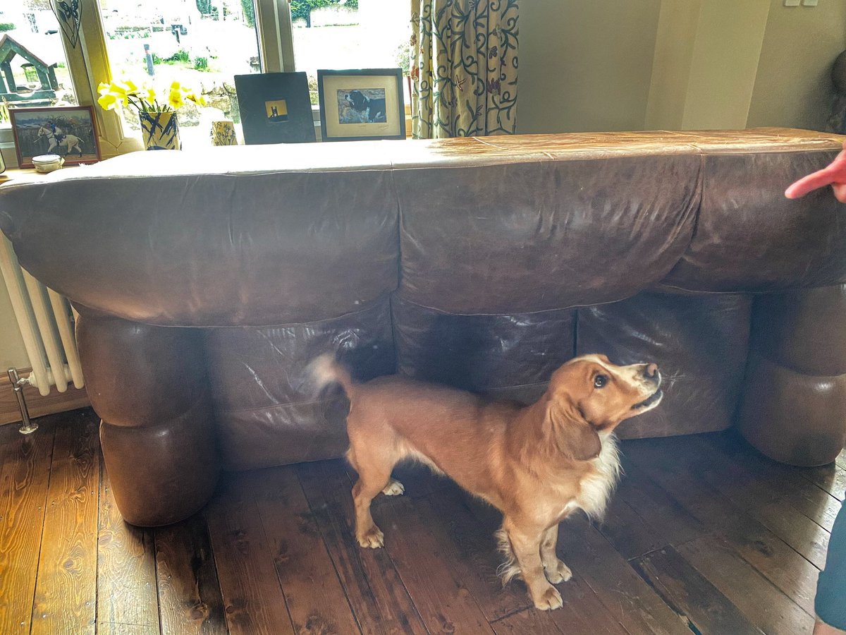 Today I’m helping move furniture. Excuse me, where is my comfy bed going?