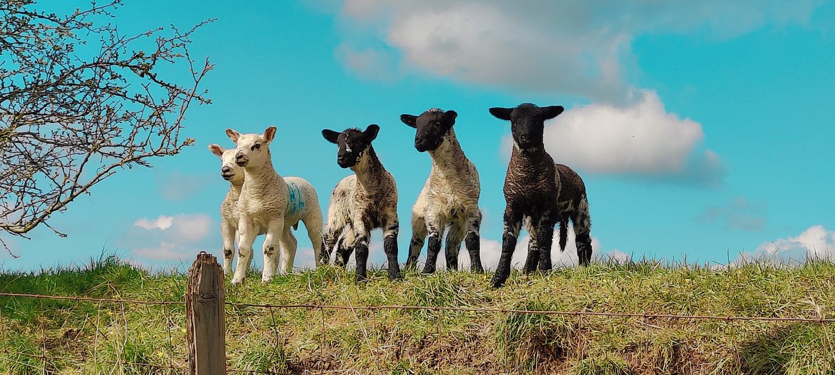 DALESM4N's tweet photo. Inquisitive Lambs in Gargrave https://t.co/u4moAh7IWf