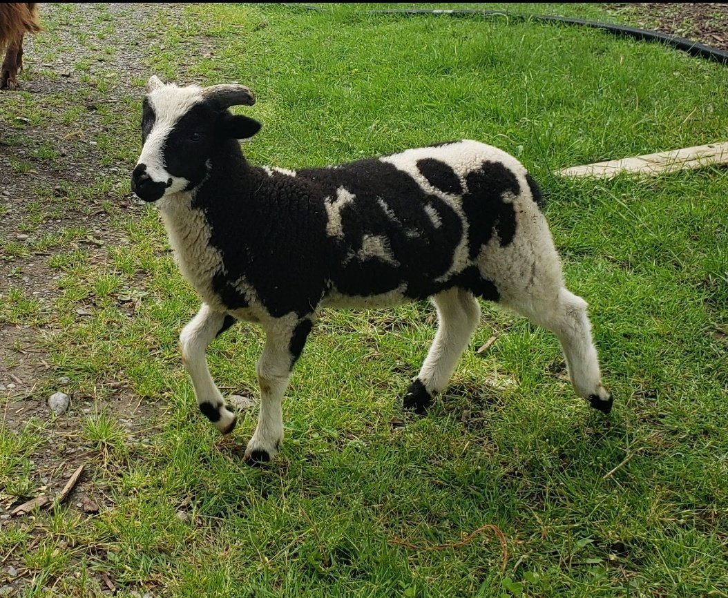 NesFarm's tweet photo. @InTownAndOut JACOBS ARE NOT GOATS!!!!! @AgMuseum

Yes they have horns but they also have wool, they are SHEEP https://t.co/Il22171OIp