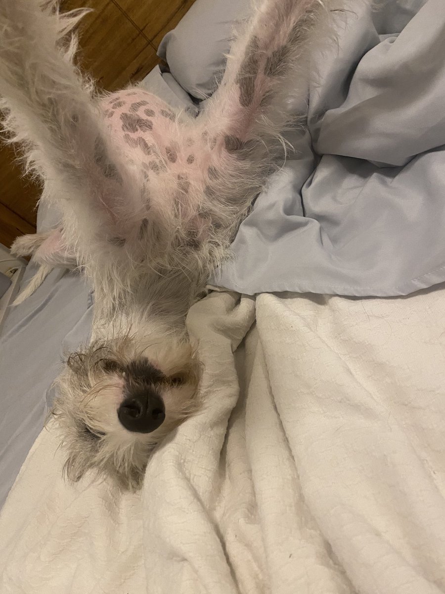 danny_jerman's tweet photo. Wookiee taking selfies!! https://t.co/jhc4lbwZXC