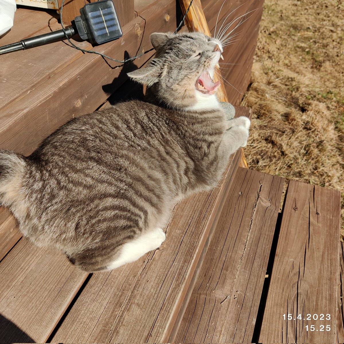 rintala_sirpa's tweet photo. 'Olisiko meillä hetki aikaa ottaa aurinkoa, Robedemus Pätkäläinen?'
"Älä kailota,nyt nautitaan"
#pätkämöttönen
#CatsOfTwitter
#cats
#instakissa https://t.co/5X2531TAvu