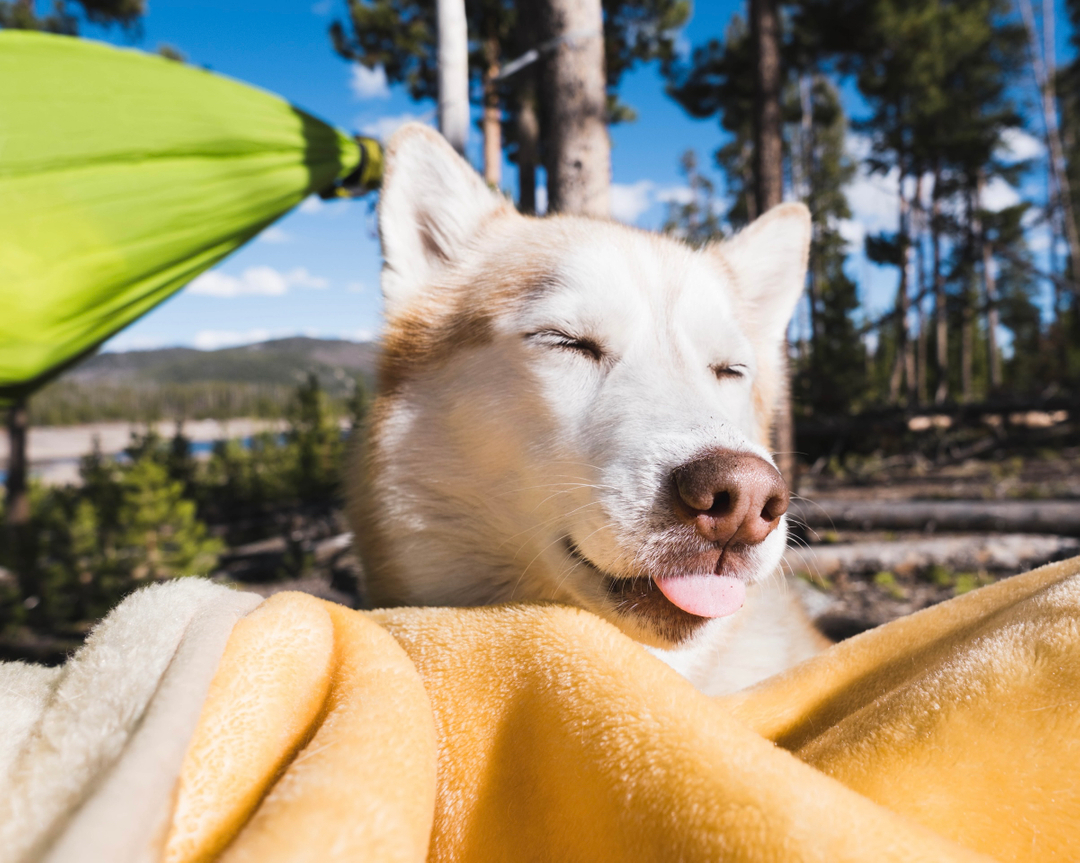 pureearthpets's tweet photo. It's officially Spring! And it's time to get outside! Make sustainable choices for your next adventure with environmentally-friendly dog gear. From hemp harnesses, to upcycled climbing leashes or BPA-free water dispensers, the choices are endless. Find product options, and more, https://t.co/byiy3D2Jsr