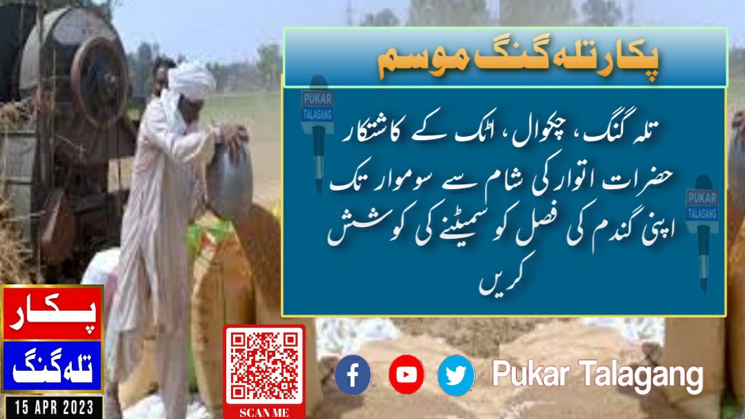 PukarTalagang's tweet photo. گندم کے کاشتکار آنے والے موسم سے الرٹ رہیں۔ سوموار سے منگل کو پنجاب کے مختلف علاقوں 45 سے 50 کلو میٹر فی گھنٹہ کی رفتار سے گردآلود ہوائیں چلنے سمیت چند مقامات پر ہلکی بارش کا امکان، تلہ گنگ، چکوال، اٹک، میانوالی گندم کے کاشتکار اتوار سے سوموارتک اپنی فصل کو سمیٹنے کی کوشش کر لیں https://t.co/pD5tj5kQJR