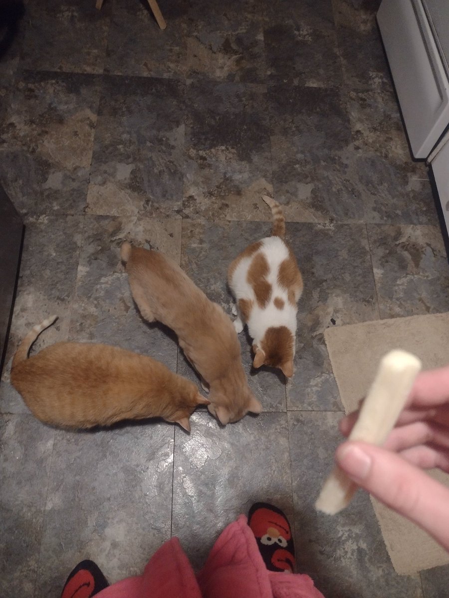 SlotheOW's tweet photo. feeding my flock https://t.co/xYlEaCJwwj