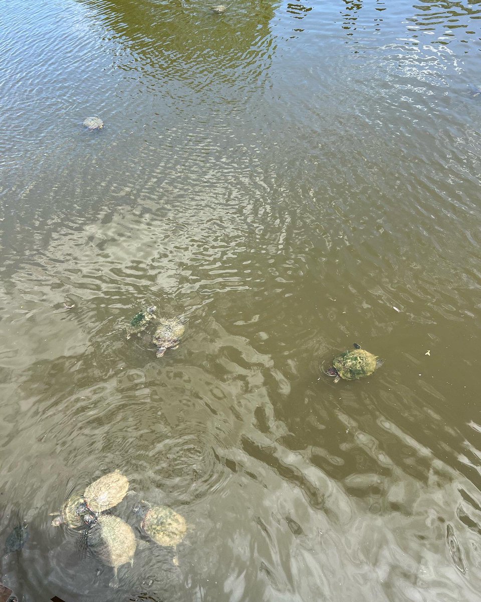 betsystamant's tweet photo. Weekend visit to Lafayette looks like balcony coffee, jaw dropping trees, Cheerio-eating turtles, boutique shopping, twinkle-light dinners in town, and quality time with Roxy, the best hostess ever ❤️🐢🥂🌳☕️🚗 @ACFWTweets
#weekendvacation #lafayette #southerncharm #friendship https://t.co/4ICihcjnNt