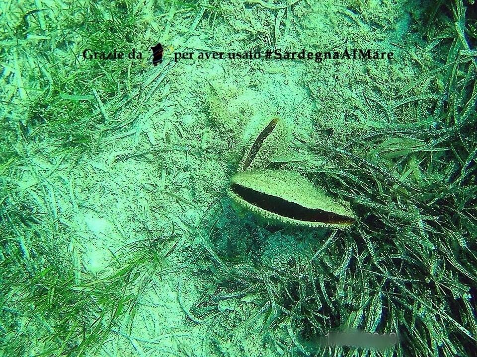 SardegnaAlMare's tweet photo. web: https://t.co/CyekaOsjWZ Nacchere di mare, all' Asinara National Park, Stintino 🍃 🌊 🐚 # SardegnaAlMare #spiaggia #sardegna #sardinia #ichnusa #nacchere #naccheredimare #molluschi #Asinara #asinaranationalpark #Asinara #Stintino #capofalcone #torredicapofalcone #ilovesa… https://t.co/yav6ls7FoG