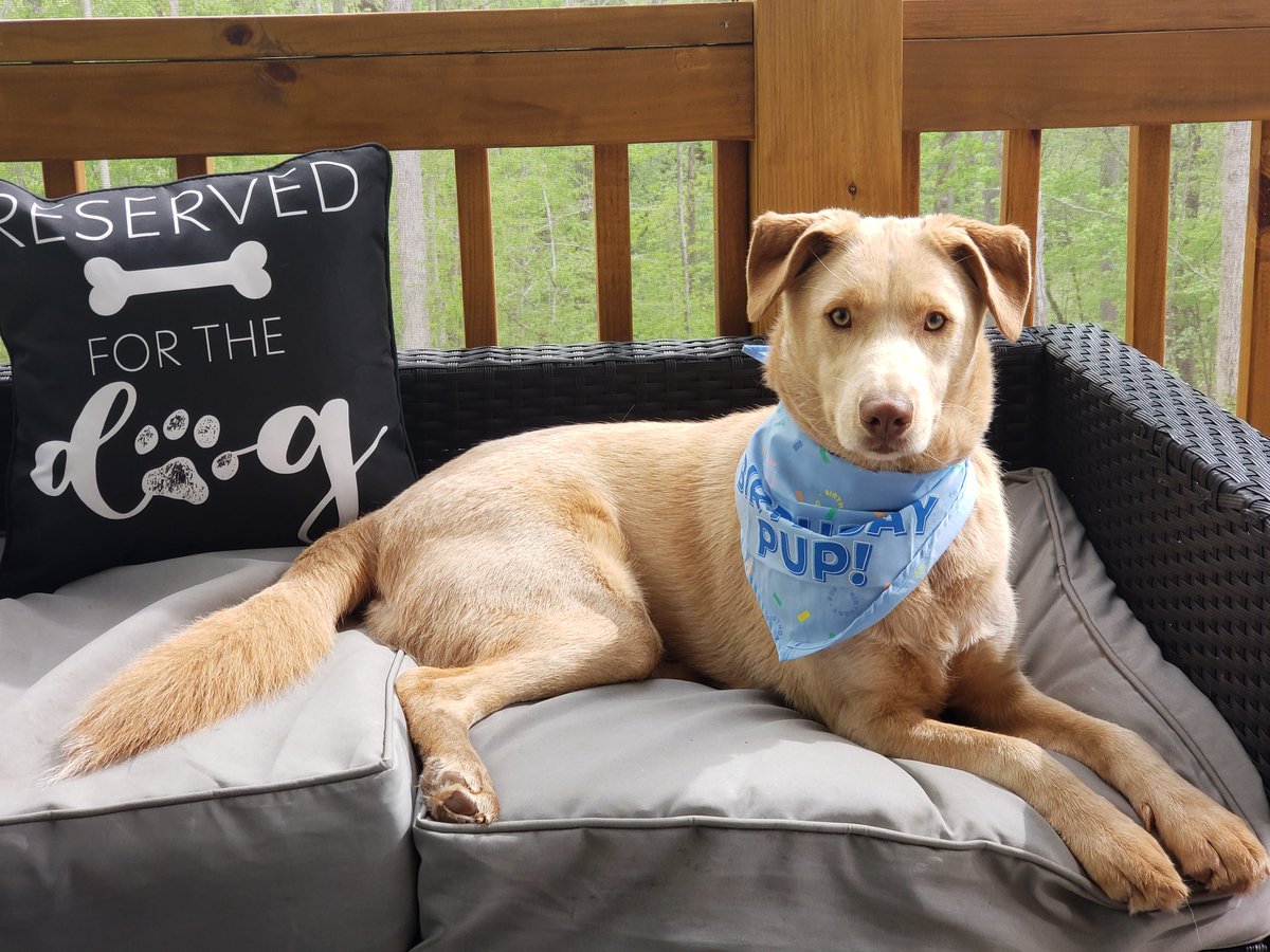 staceylea1972's tweet photo. Happy 1st birthday to Duncan, AKA Golden Boy!🐾❤🥳 https://t.co/gDT1l6ajsT