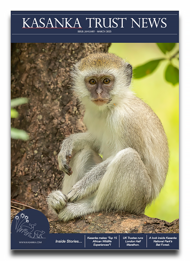 KasankaTrust's tweet photo. 2023 Q1 Newsletter..!

Our first quarter newsletter will soon drop into your inbox and is full of stories and photographs captured during the first quarter of 2023 here at Kasanka National Park.

Sign up to receive your copy at -  newsletter@kasanka.com https://t.co/yidr05lOea
