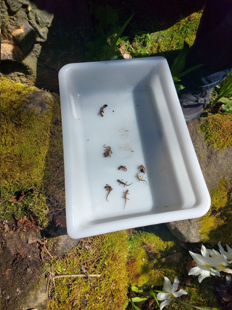 racheldrake02's tweet photo. Amphibian survey training day with @ARC_Bytes today! Some cute baby newt finds https://t.co/dSC5Mkua7w