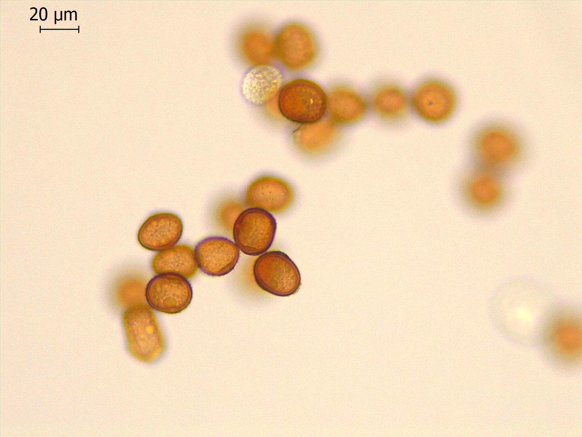 PretoriusZak's tweet photo. #Rust, most likely #Puccinia taraxaci, on #dandelion, Onrus, Western Cape, ZA. https://t.co/tccHkf0rHI