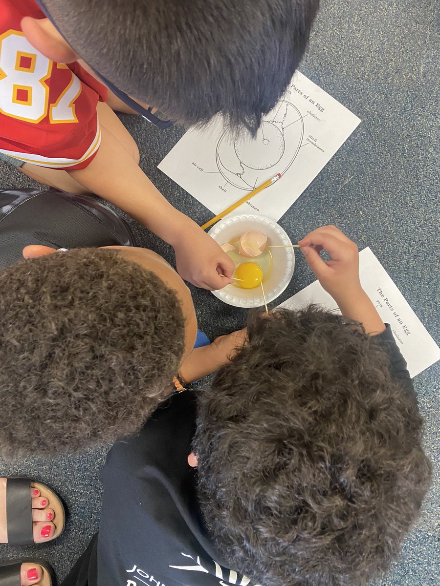 MrsFletcher512's tweet photo. Our duck eggs are in the incubator but we used these eggs to identify all the parts. #Th3rd https://t.co/l6VsFAuuiF