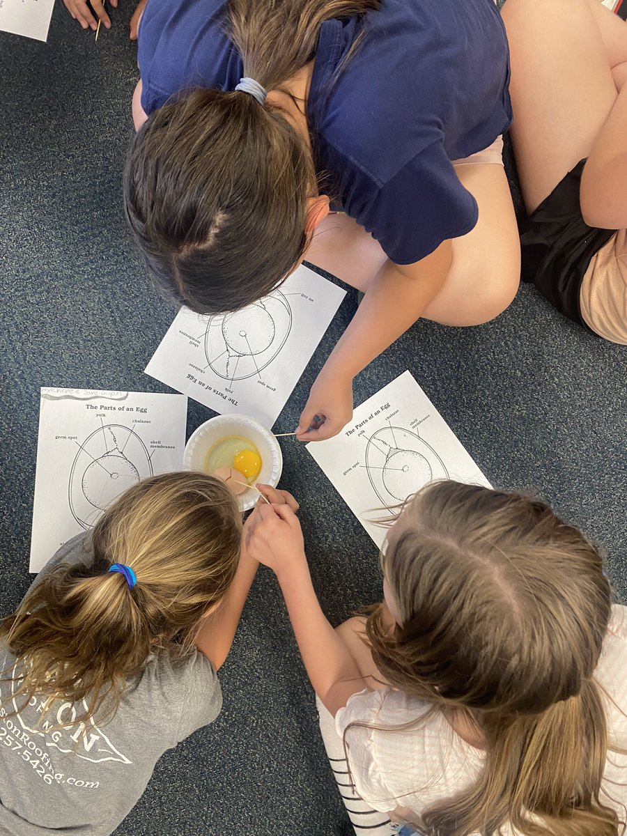 Our duck eggs are in the incubator but we used these eggs to identify all the parts. #Th3rd