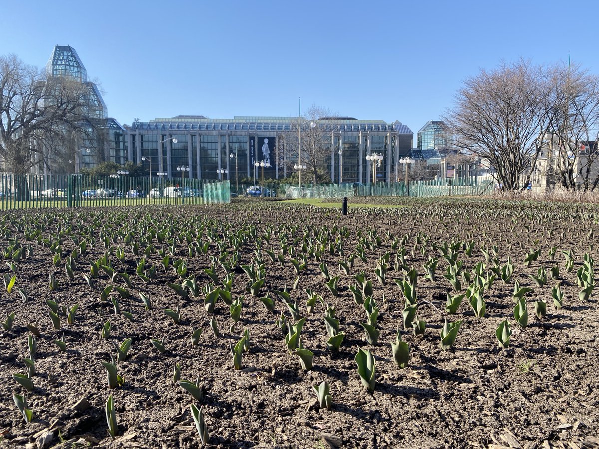 PSA: The tulips are sprouting 👀  

#SignsofSpring