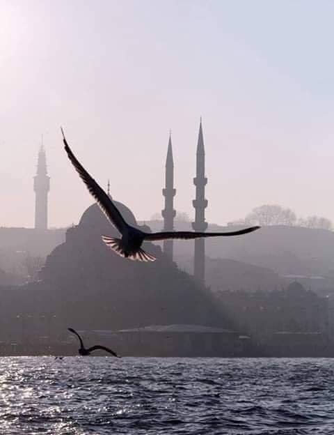 yusufdryilmaz's tweet photo. Delaware amerikan şirketi artık,
sıfır tekne alanlara
abd kayıt belgesi/bayrağı vermeyecekmiş
(vergi ödememeleri için)!
abd #sularında
bir müddet bulunma zorunluluğu getirmiş!
*
Ee, tmm
bize vergi vermekten kaçmak için abd bayrağı takanlar!
Haydi #başka #sulara! https://t.co/ZWxQWKomL8